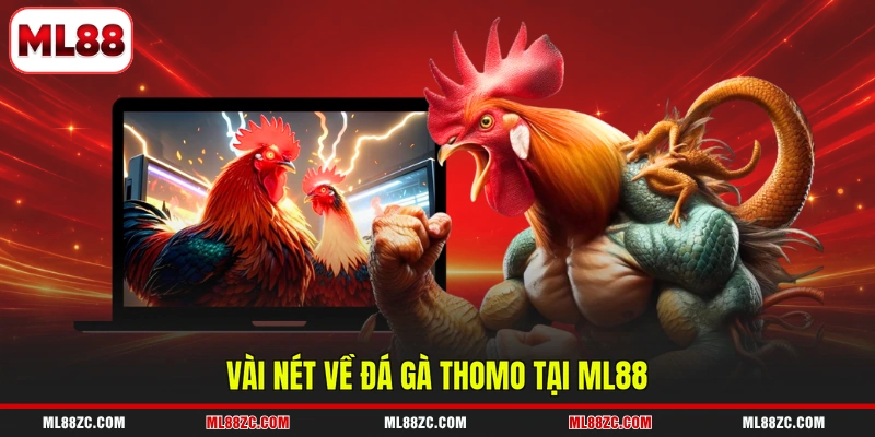Đá Gà Thomo - Đấu Trường Chọi Kê Hàng Đầu Năm 2026 Đá Gà Thomo - Đấu Trường Chọi Kê Hàng Đầu Năm 2026